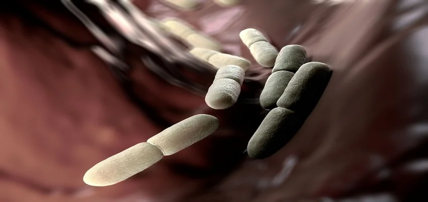Acid-Fast Bacilli (AFB) Test