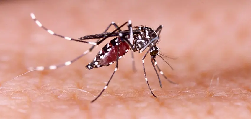 Zika virus disease