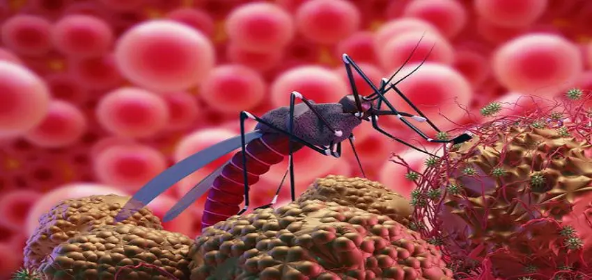 Malaria
