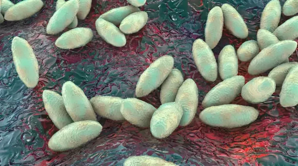 Brucella