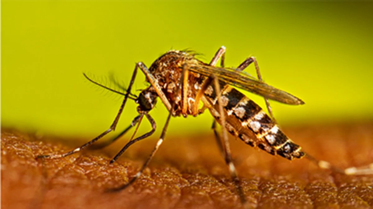 Mosquito Bites