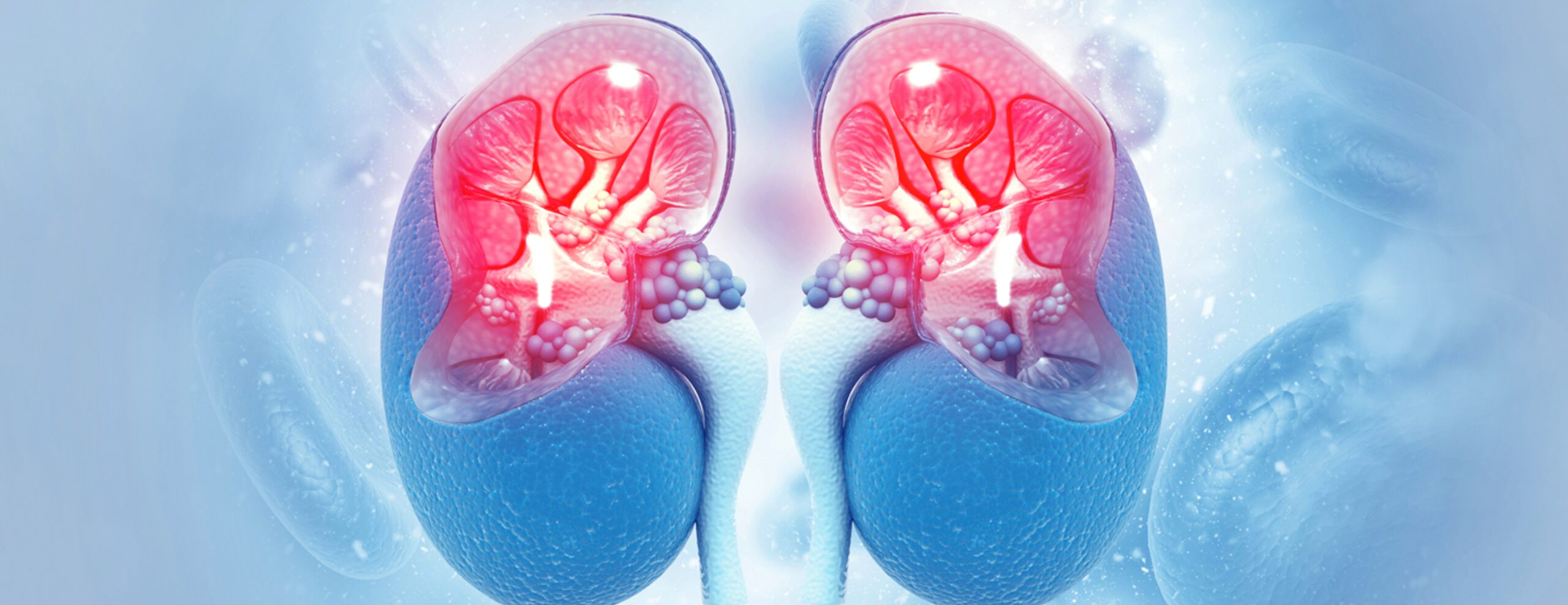 Angio Renal