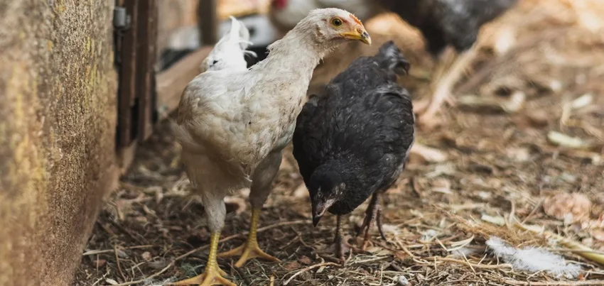Avian influenza – Bird Flu.