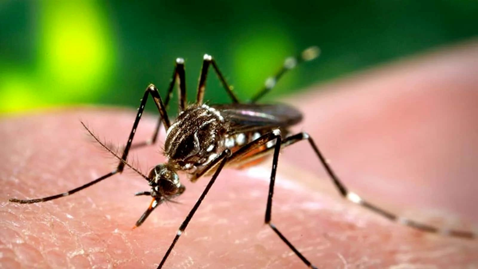 Be Safe from Dengue