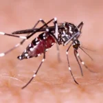 Zika virus disease