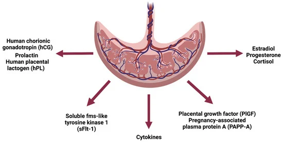 regnancy-associated plasma protein A (PAPP-A) Test